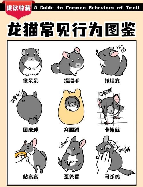 如何判斷龍貓和貓是否適應(yīng)共存？