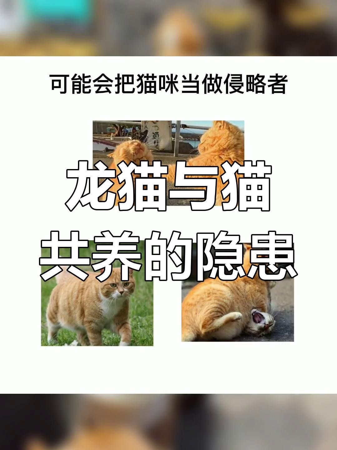 如何判斷龍貓和貓是否適應(yīng)共存？