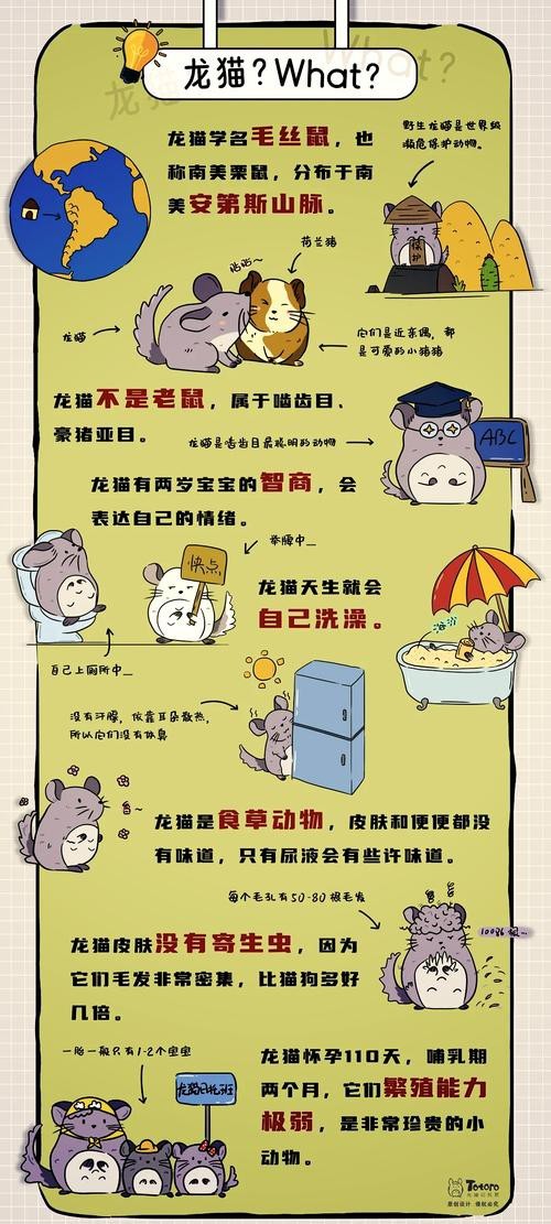 如何判斷龍貓和貓是否適應(yīng)共存？
