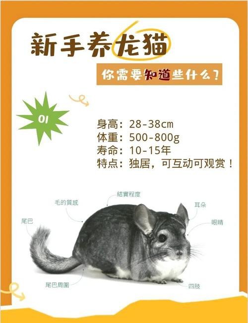 如何判斷龍貓和貓是否適應(yīng)共存？