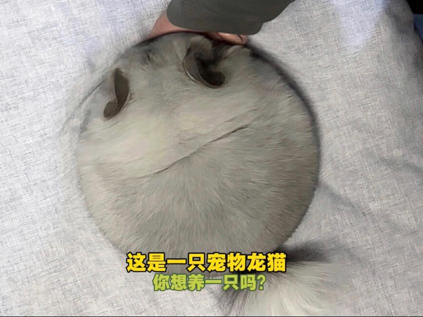 如何判斷龍貓和貓是否適應(yīng)共存？