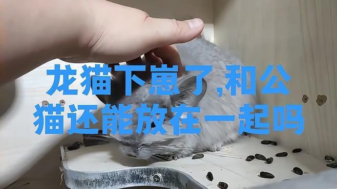 如何判斷龍貓和貓是否適應(yīng)共存？