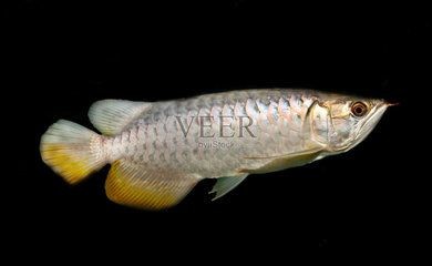 龍魚養(yǎng)大才上色嗎（龍魚的發(fā)色與年齡有關但不是簡單的“養(yǎng)大才上色”）