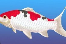 十大最旺家的客廳魚