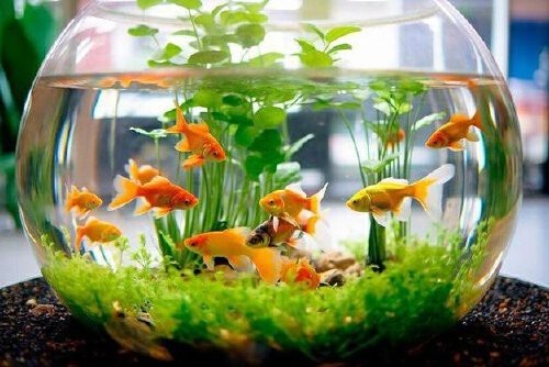 十大最旺家的客廳魚