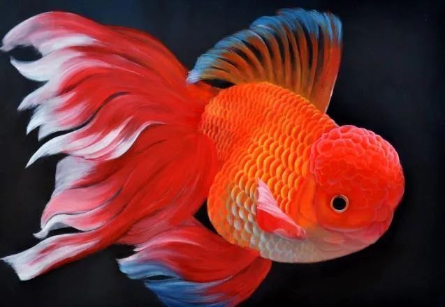 十大最旺家的客廳魚