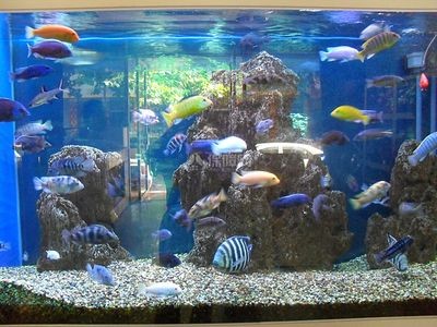高端魚缸品牌排行榜：博宇水族器材的創(chuàng)新技術(shù)有哪些,森森魚缸的設(shè)計(jì)理念是什么