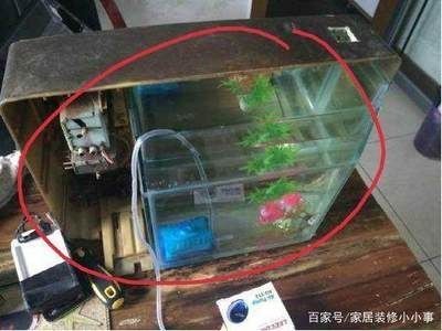 甘肅龍魚的繁殖方法是什么？，甘肅龍魚的人工繁殖方法