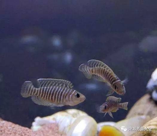為什么魚缸賣的那么貴：為什么魚缸價格昂貴