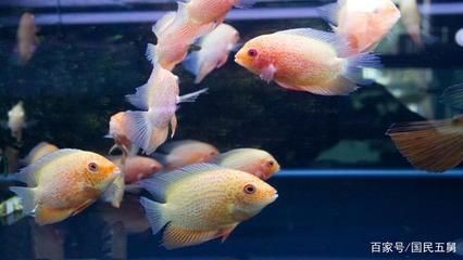 為什么魚缸賣的那么貴：為什么魚缸價格昂貴