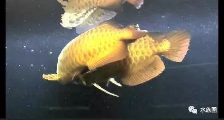 龍魚適合單養還是混養：新手養龍魚建議單養嗎,龍魚混養水質管理要點