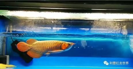 龍魚適合單養還是混養：新手養龍魚建議單養嗎,龍魚混養水質管理要點