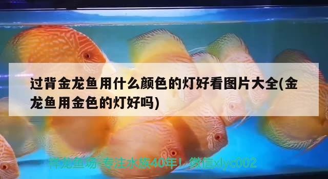 銀龍魚眼睛長了不知是什么東西（黃化銀龍魚眼睛是什么顏色的）
