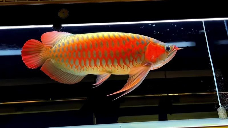 超血紅龍魚最大能長多大