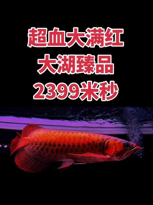 超血紅龍魚最大能長多大