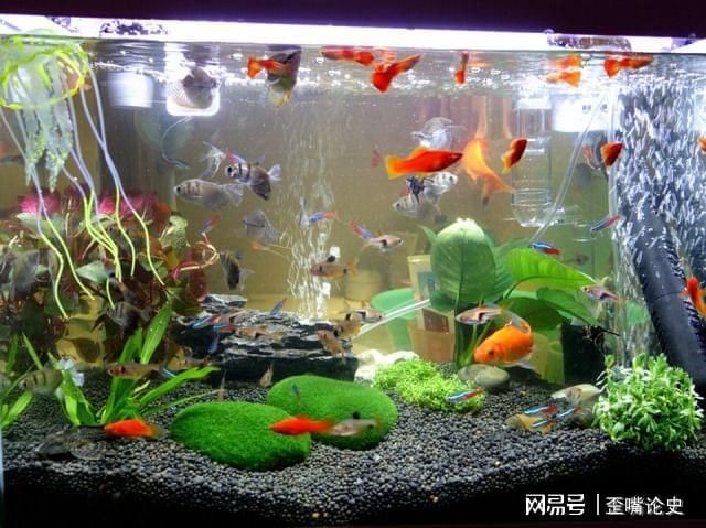 森森魚缸80公分的怎么樣（80公分魚缸飼養技巧）