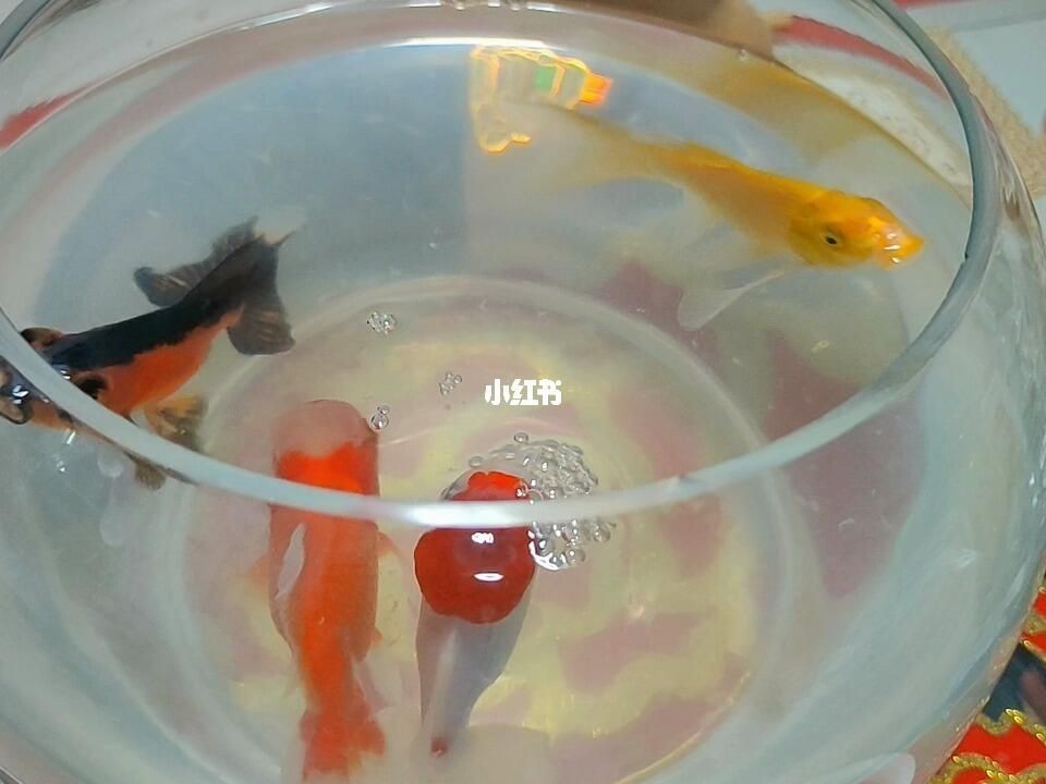 魚缸水起了很多泡泡（魚缸水起了很多泡泡可能是由多種因素引起的，了解這些措施）