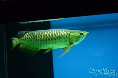 龍魚高背好還是過背好，龍魚高背與過背哪個更好看