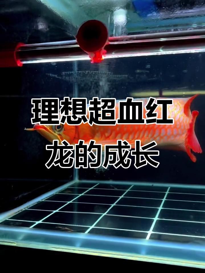 能否提供血紅龍的視頻？