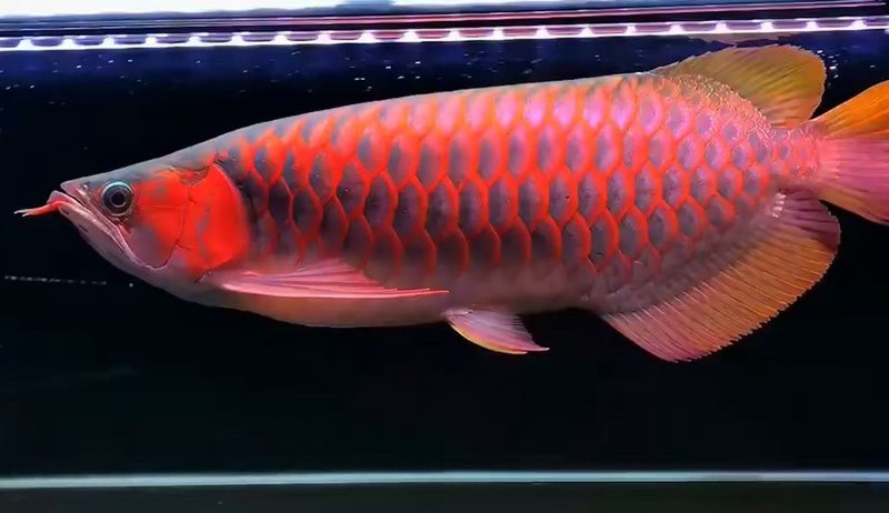 能否提供血紅龍的視頻？