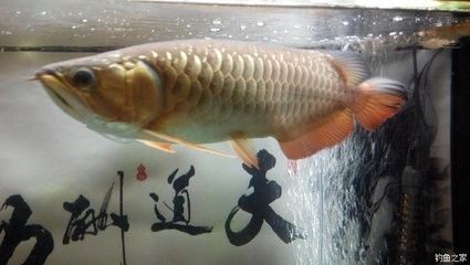 龍魚喂什么魚最好吃圖片：龍魚喂什么魚最好吃
