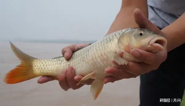 龍魚喂什么魚最好吃圖片：龍魚喂什么魚最好吃