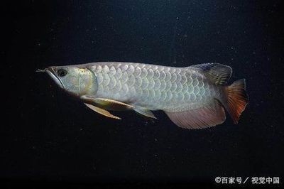 金龍魚掉鱗片：金龍魚掉鱗片可能是由于多種原因引起的，飼養者需要注意
