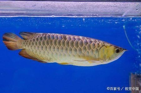 金龍魚掉鱗片：金龍魚掉鱗片可能是由于多種原因引起的，飼養者需要注意