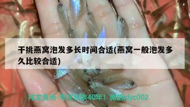 銀龍魚(yú)苗養(yǎng)到20厘米要多久能長(zhǎng)大呀（銀龍魚(yú)苗10cm怎么養(yǎng)）