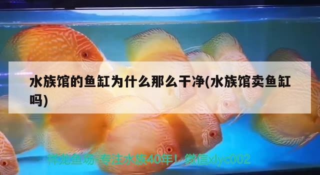 北京世珊花海苑觀賞魚店