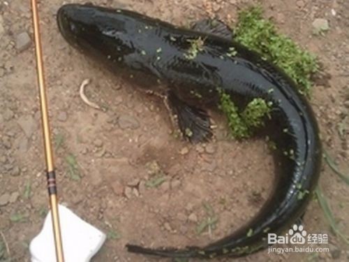 龍魚和烏魚：龍魚和烏魚哪個好？