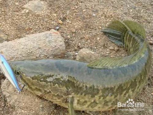 龍魚和烏魚：龍魚和烏魚哪個好？