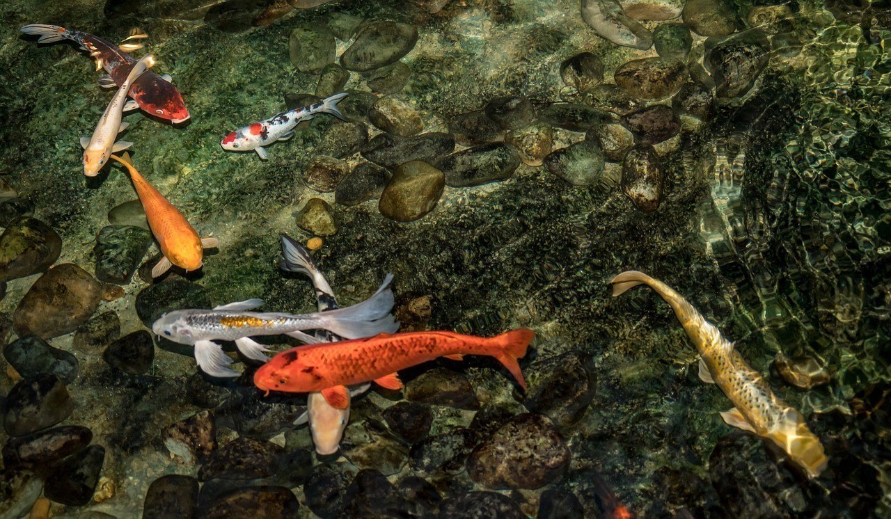紅色銀龍魚大概多少錢（銀龍魚紅尾是怎么回事）