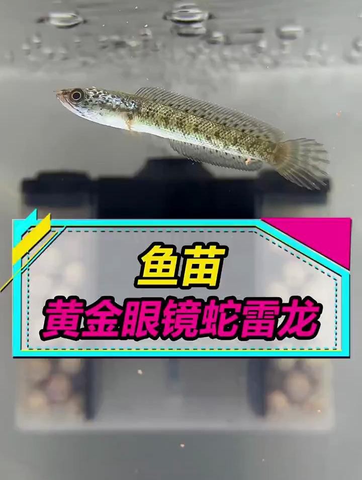 哪些品種的雷龍魚適合新手？