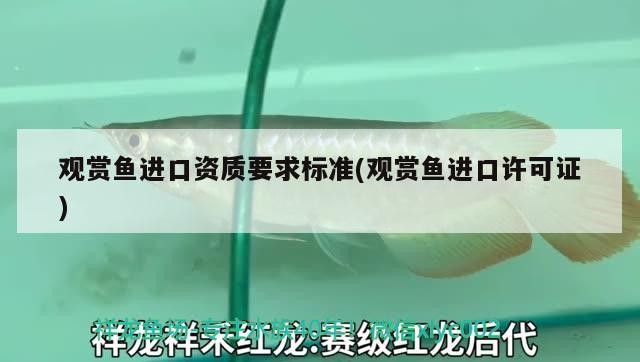 銀龍魚的品種怎么鑒別？（短身銀龍魚是什么品種銀龍魚品種怎么鑒別銀龍魚的方法）