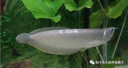 龍魚底砂：魚缸底砂的選擇