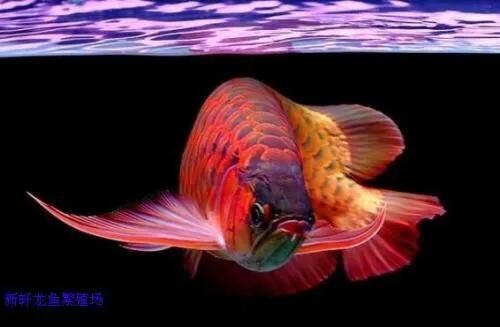 紅龍魚(yú):區(qū)別銀龍魚(yú)金龍魚(yú)和紅龍魚(yú)