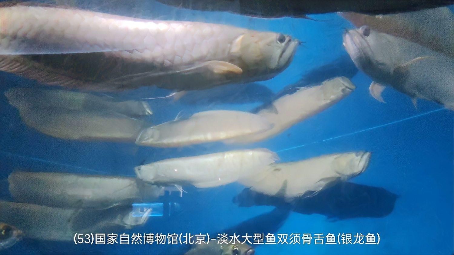 銀龍魚紅龍魚