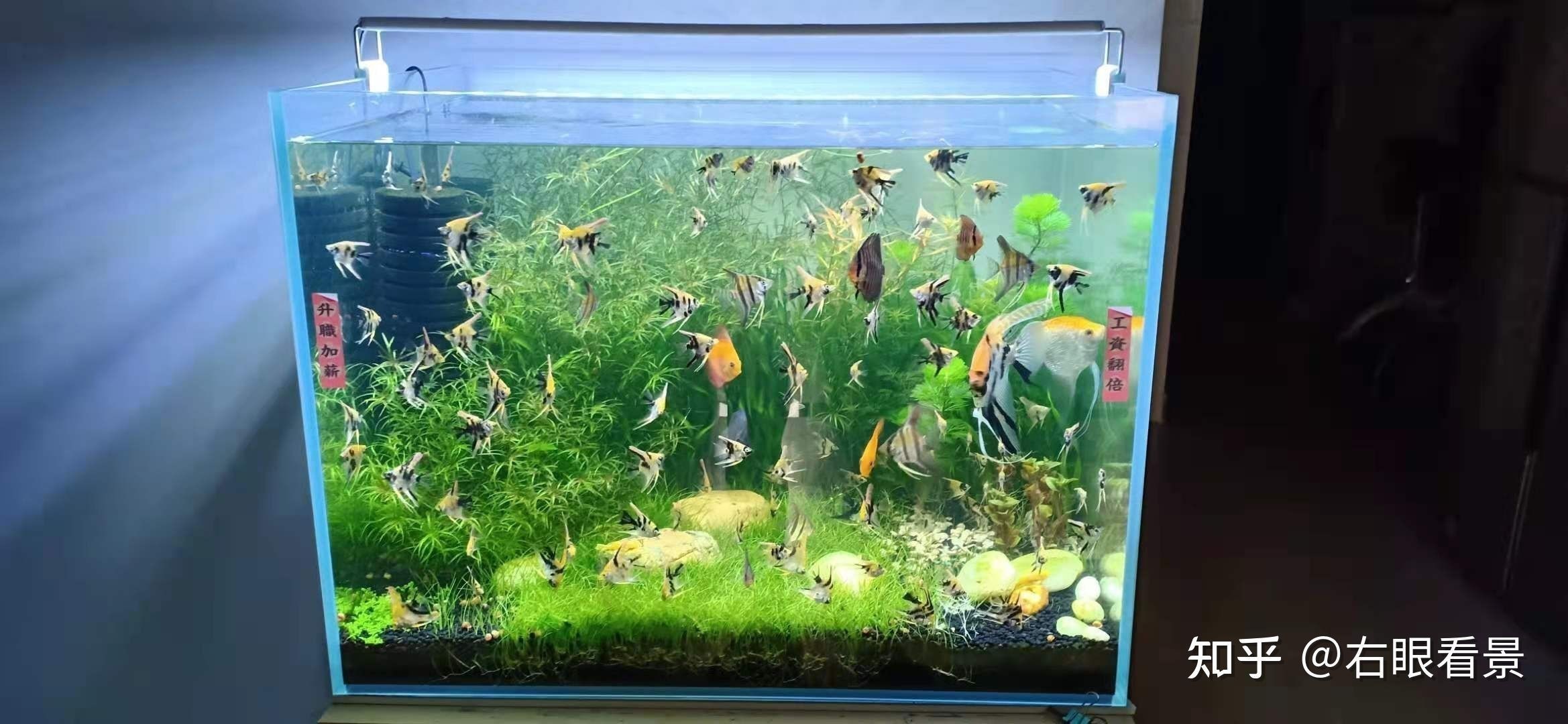 魚缸過濾器行業知名品牌在魚缸過濾器領域有哪些品牌：魚缸過濾器品牌有哪些？