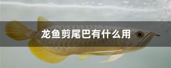 洛陽二手魚缸回收電話多少啊（洛陽二手水罐交易市場）（洛陽二手魚缸回收電話）