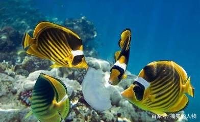 黑鯊水族魚缸是一種怎樣的存在？：鐵東區黑鯊水族專賣店