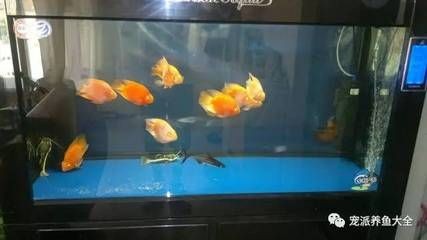 黑鯊水族魚缸是一種怎樣的存在？：鐵東區黑鯊水族專賣店