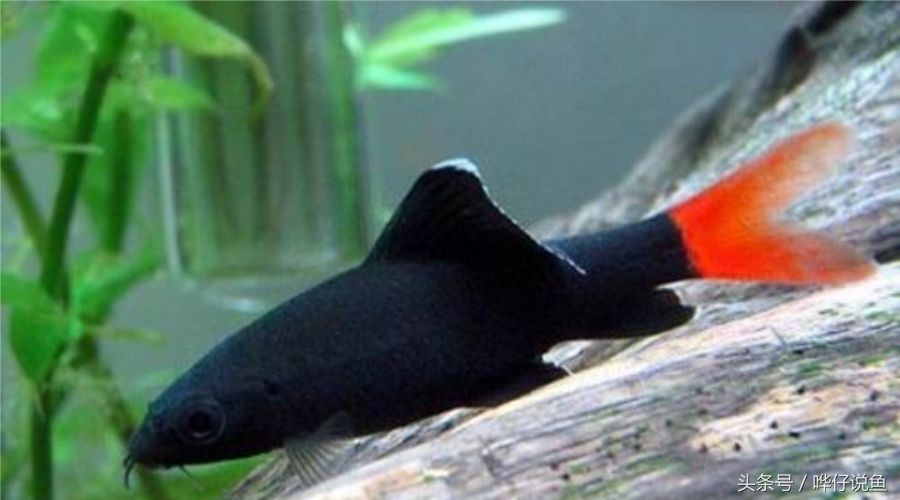 黑鯊水族魚缸是一種怎樣的存在？：鐵東區黑鯊水族專賣店