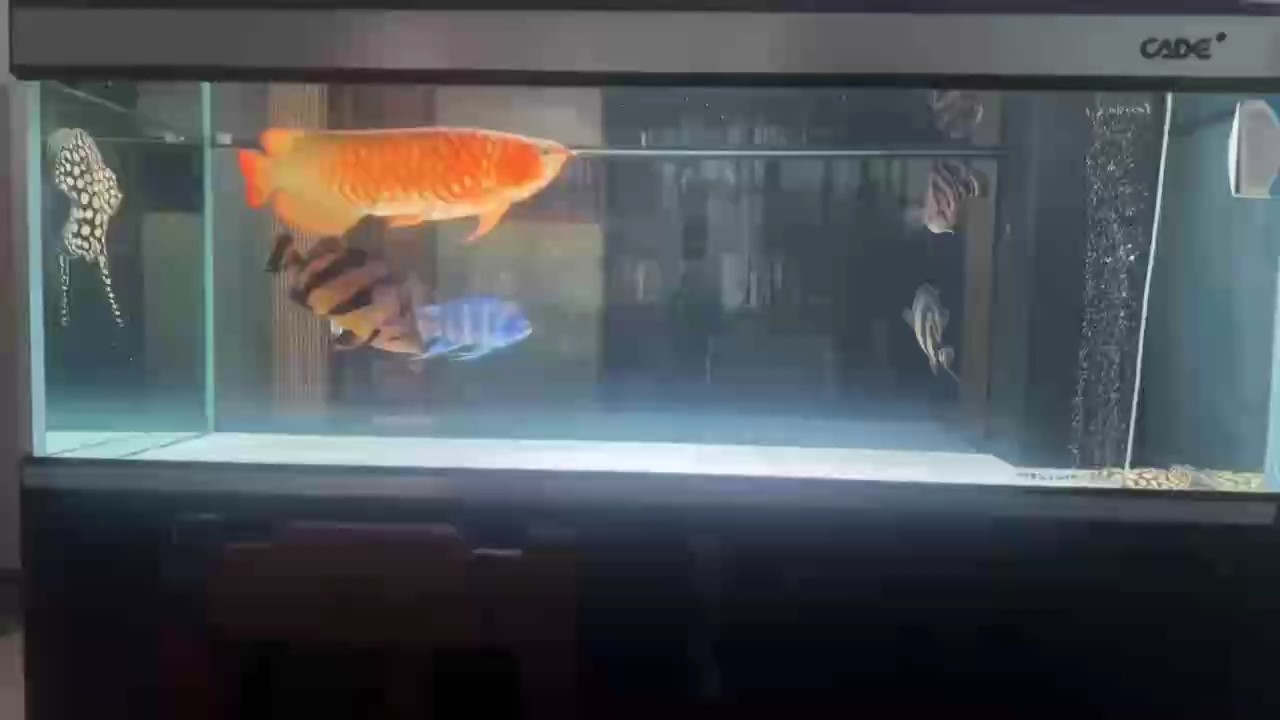 抽煙( ?' '?)繼續
