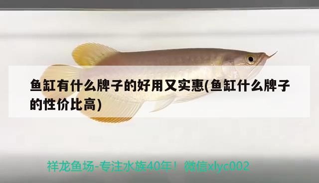 魚(yú)缸有什么牌子的好用又實(shí)惠(魚(yú)缸什么牌子的性價(jià)比高)