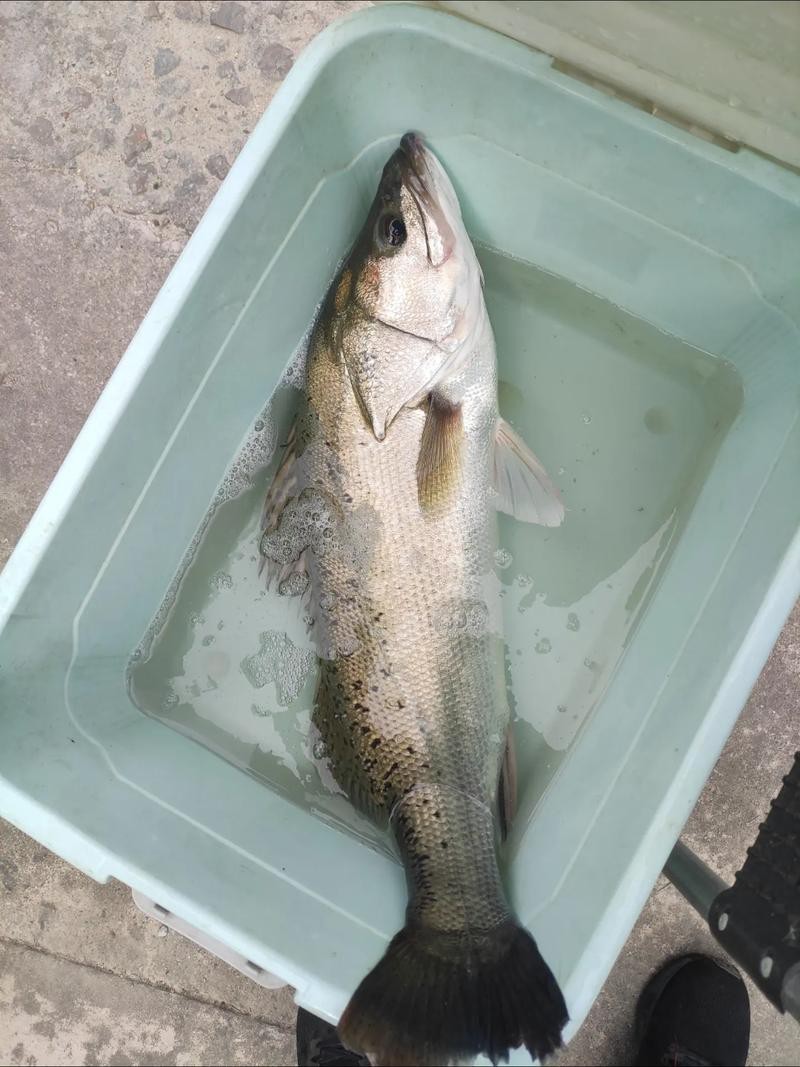 魚缸過濾增氧機要一直開著嗎（魚缸過濾增氧機需要一直開著嗎）