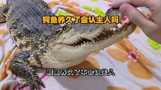 鱷魚養久了會認主人嗎