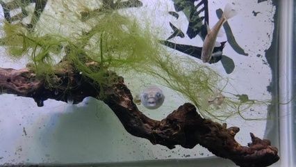 狗頭魚魚缸多大（如何選擇合適的狗頭魚魚缸尺寸）