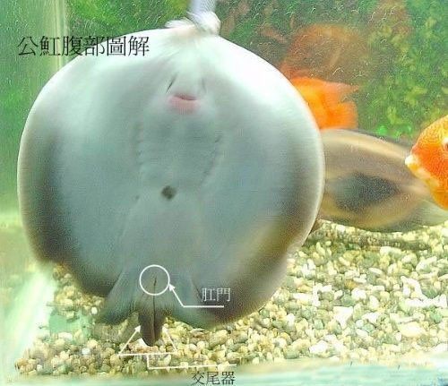 魟魚公母怎么區分