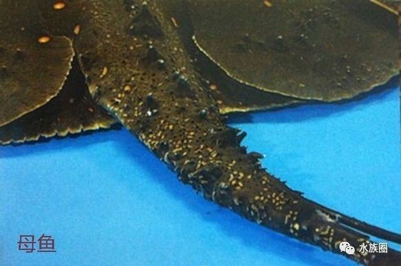 魟魚公母怎么區分